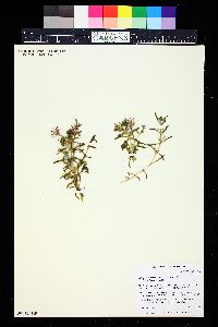 Delosperma floribundum image