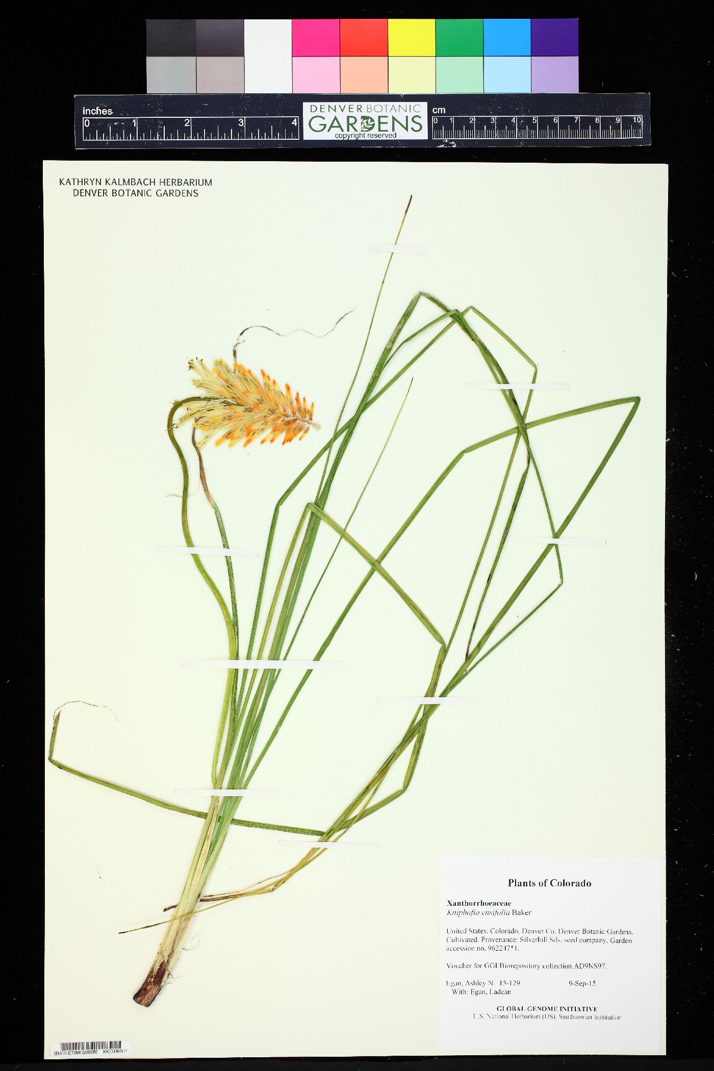 Kniphofia ensifolia image