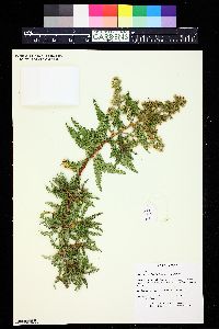 Chamaebatiaria millefolium image