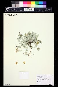 Astragalus anisus image