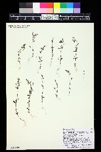 Erythranthe rubella image