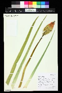 Image of Kniphofia caulescens