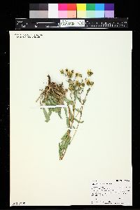 Grindelia laciniata image