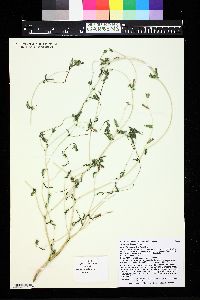 Image of Acrolasia dispersa