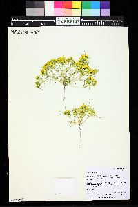Pectis angustifolia image