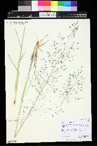 Image of Eragrostis pilifera