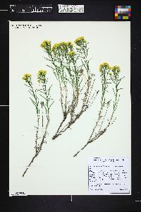 Gutierrezia sarothrae image