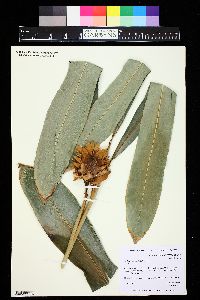 Image of Alpinia purpurata