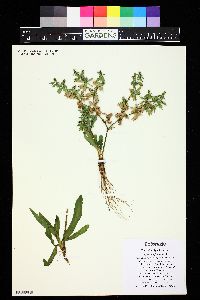 Image of Eryngium foetidum