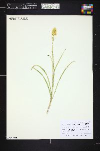 Toxicoscordion venenosum var. gramineum image