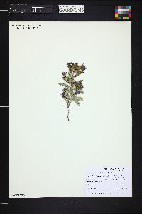 Image of Phacelia gina-glenneae