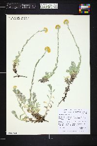 Image of Helichrysum flanaganii