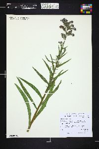 Image of Anchusa capensis