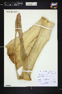Image of Aechmea blanchetiana