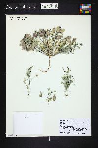 Image of Astragalus gilmanii