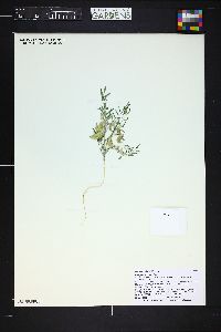 Astragalus geyeri image