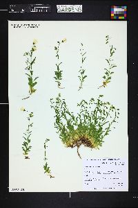 Image of Campanula cochleariifolia