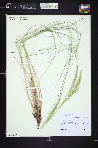 Image of Achnatherum calamagrostis