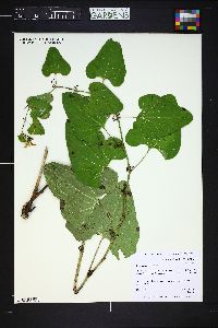 Aristolochia clematitis image