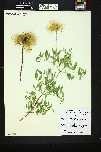 Clematis hirsutissima image
