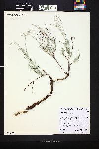 Eriogonum effusum image