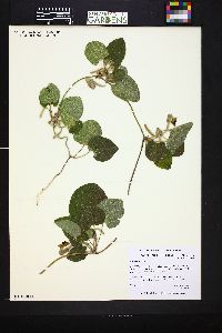 Image of Aristolochia baetica