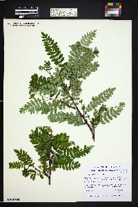 Image of Sorbus koehneana