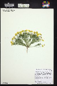 Thymophylla aurea image
