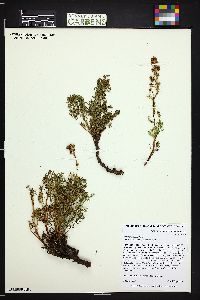 Artemisia laciniata image