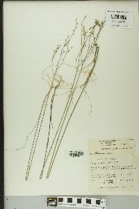 Image of Linum arenicola