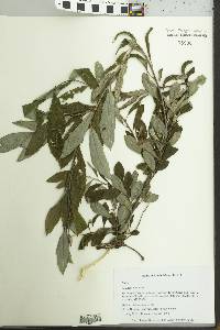 Salix atrocinerea image