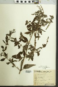 Image of Hyptis floribunda