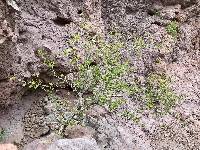 Bernardia viridis image