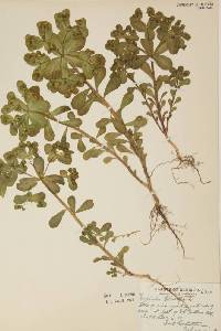 Euphorbia helioscopia image