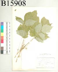 Image of Toxicodendron vulgare