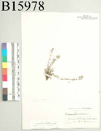 Image of Physaria intermedia