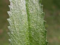 Leucanthemum superbum image