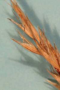 Image of Danthonia intermedia