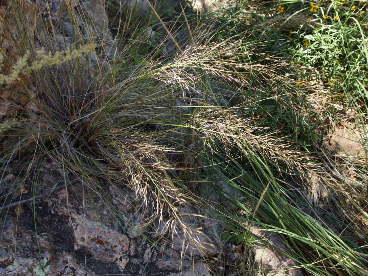 Muhlenbergia elongata image
