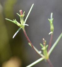 Linanthus bigelovii image