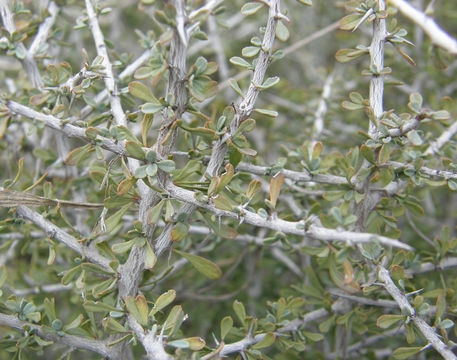 Condalia spathulata image
