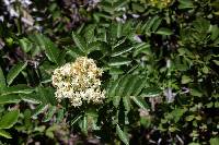 Image of Sorbus californica