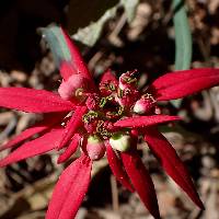 Image of Euphorbia colorata