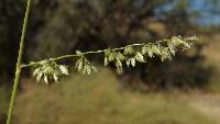 Eragrostis echinochloidea image