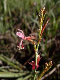 Oenothera podocarpa image