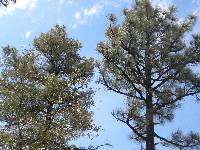 Pinus engelmannii image