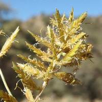 Cyperus esculentus image
