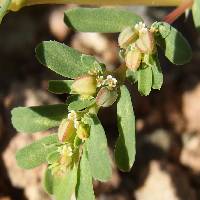 Image of Euphorbia serpyllifolia