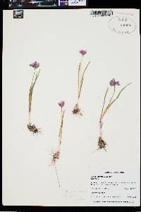 Allium geyeri image