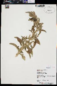 Amaranthus powellii image